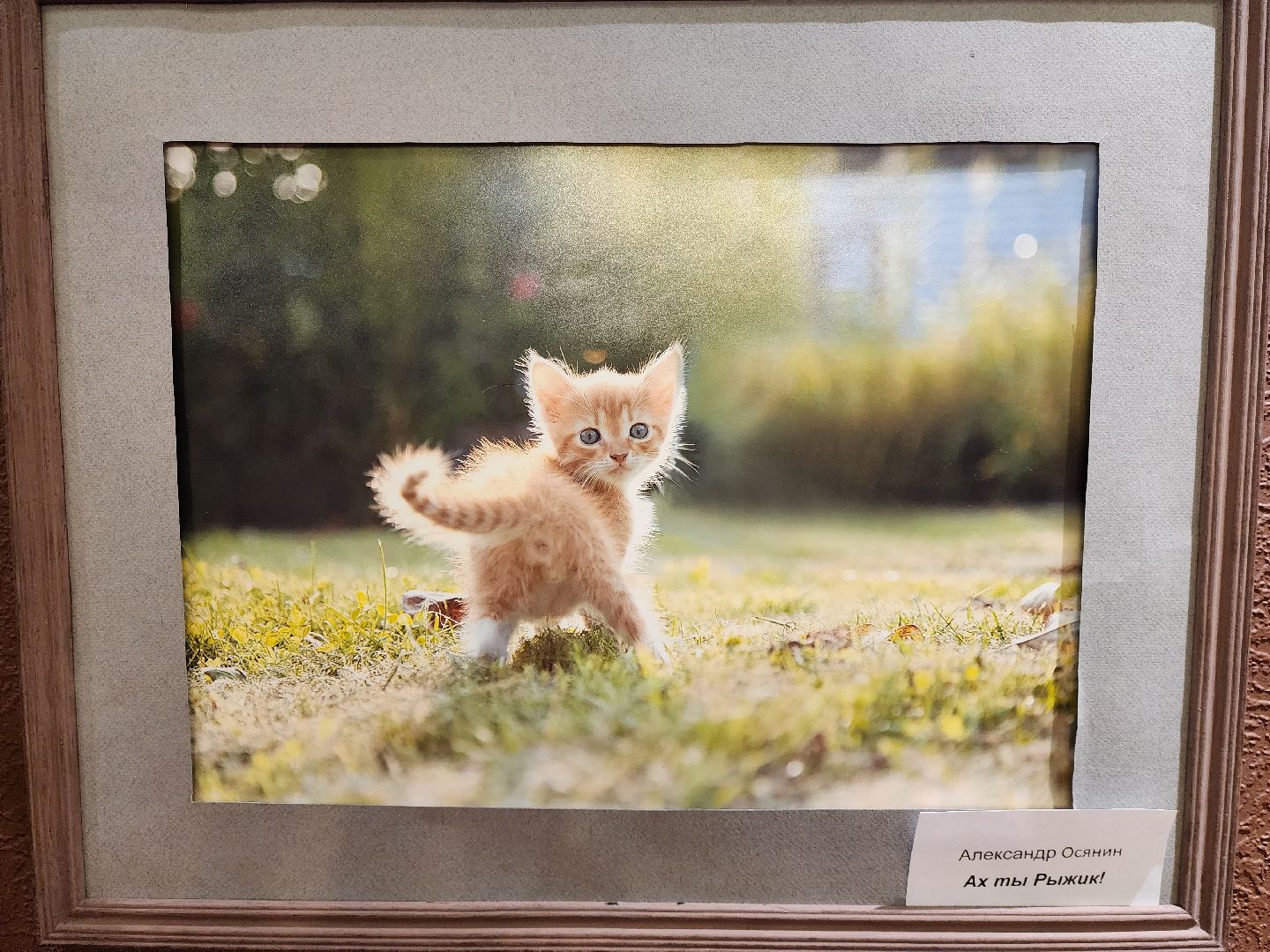 раменское, культура, анималистическая выставка в дк сатурн,