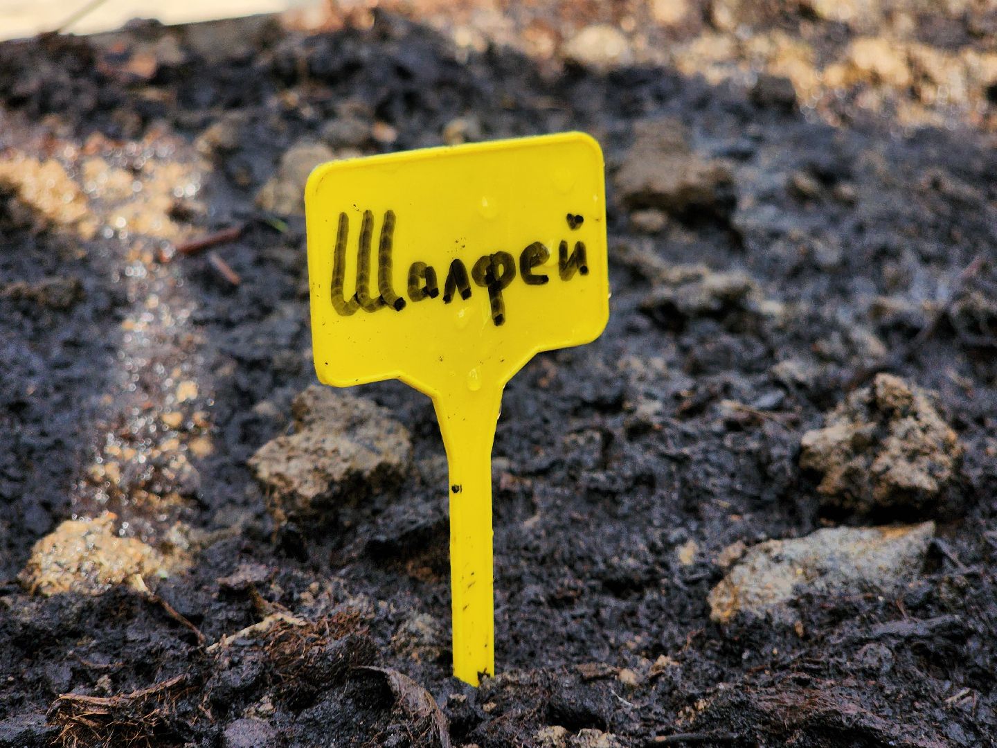 фрязино, лесопарк, открытие летнего сезона, аптекарский огород,