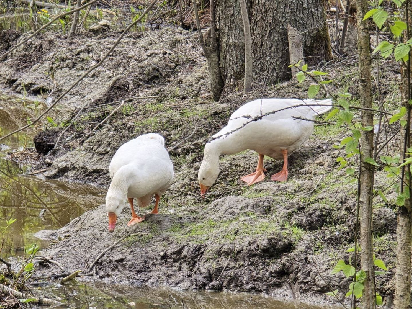 можайск,  можайский муниципальный округ, подмосковье, сафари-парк, сафари-парк в можайске, парк водно-болотных птиц, туризм, туристы, туризм подмосковья,
