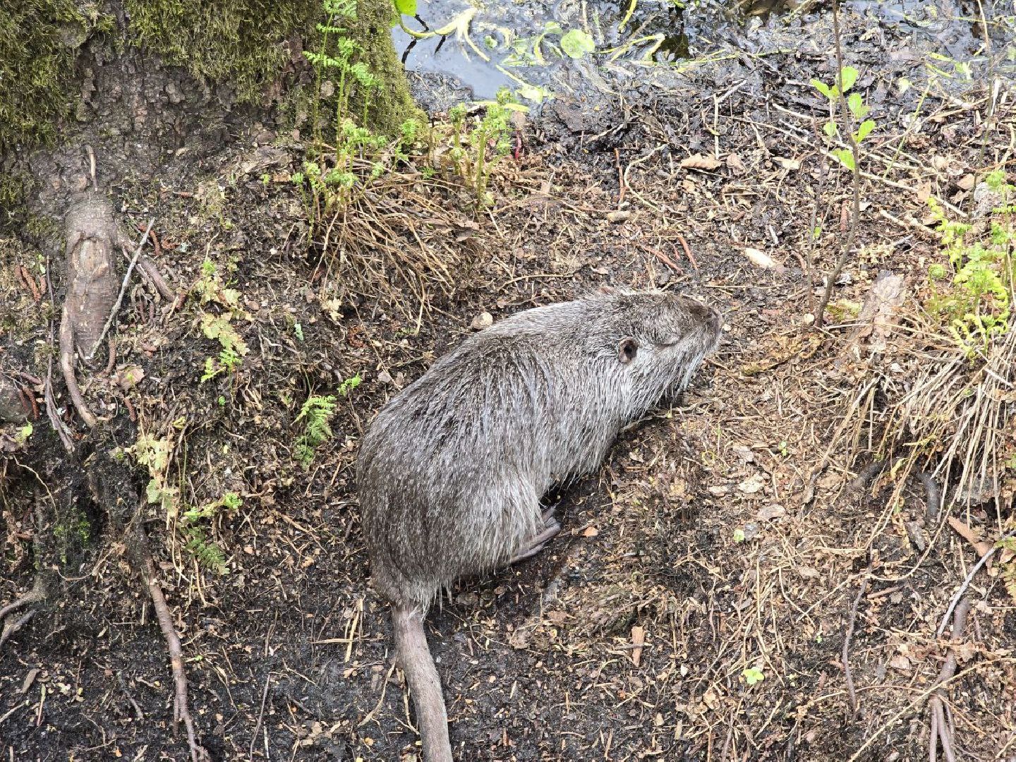 можайск,  можайский муниципальный округ, подмосковье, сафари-парк, сафари-парк в можайске, парк водно-болотных птиц, туризм, туристы, туризм подмосковья,