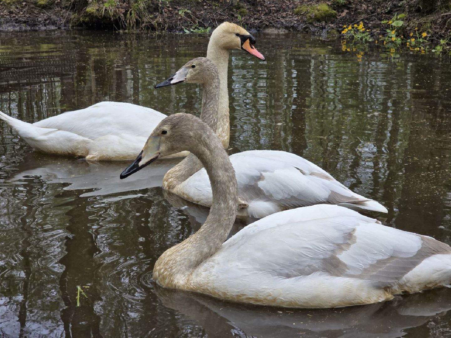 можайск,  можайский муниципальный округ, подмосковье, сафари-парк, сафари-парк в можайске, парк водно-болотных птиц, туризм, туристы, туризм подмосковья,