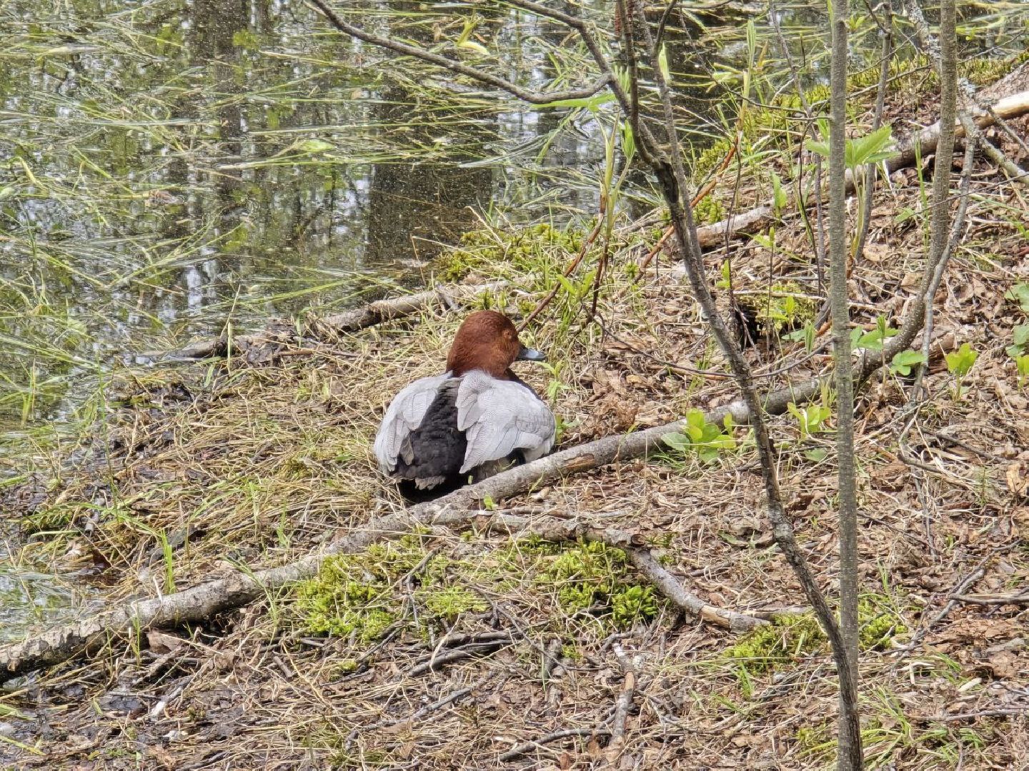 можайск,  можайский муниципальный округ, подмосковье, сафари-парк, сафари-парк в можайске, парк водно-болотных птиц, туризм, туристы, туризм подмосковья,