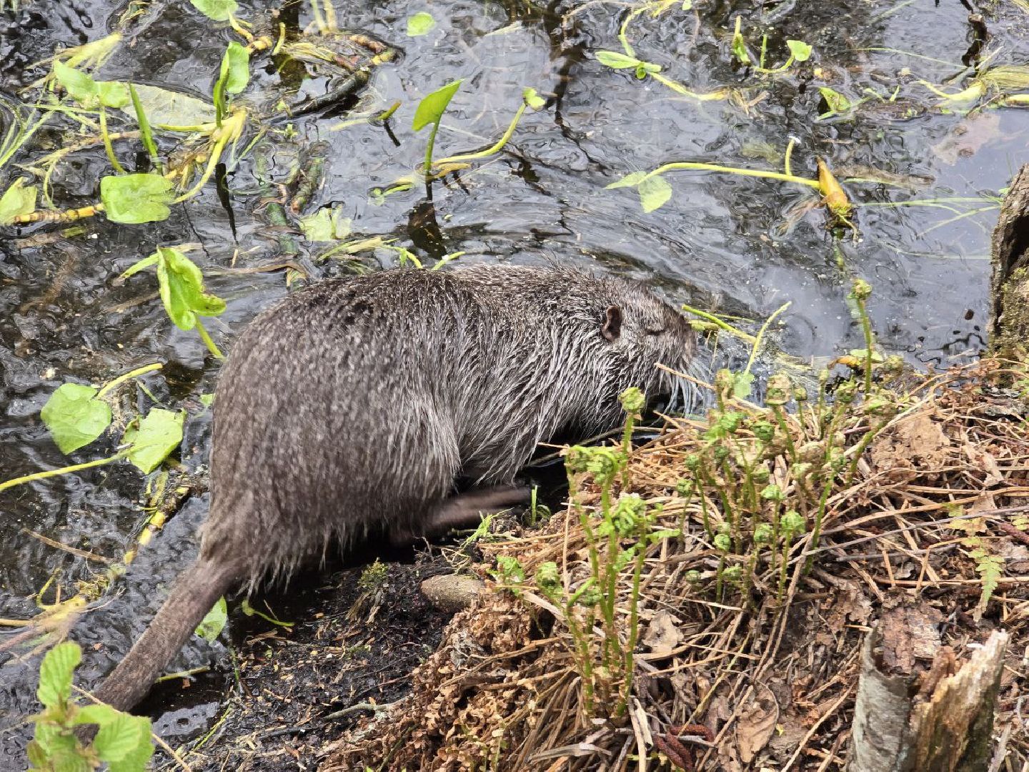 можайск,  можайский муниципальный округ, подмосковье, сафари-парк, сафари-парк в можайске, парк водно-болотных птиц, туризм, туристы, туризм подмосковья,