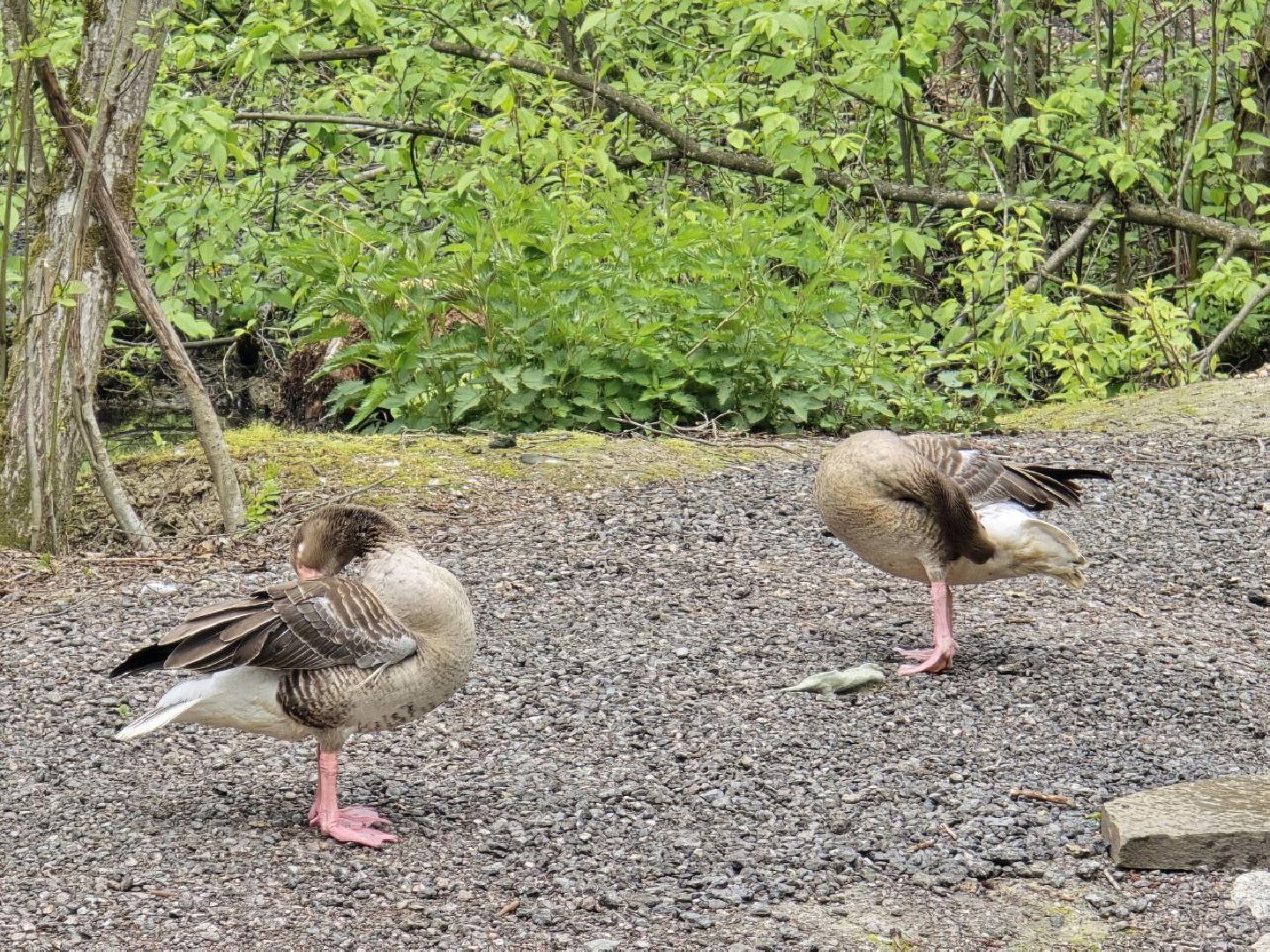 можайск,  можайский муниципальный округ, подмосковье, сафари-парк, сафари-парк в можайске, парк водно-болотных птиц, туризм, туристы, туризм подмосковья,