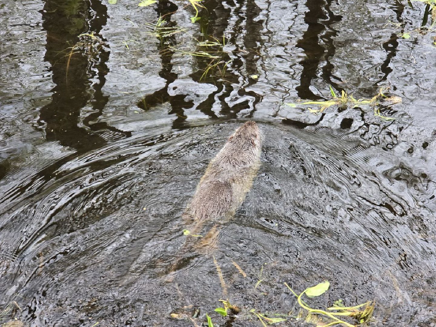 можайск,  можайский муниципальный округ, подмосковье, сафари-парк, сафари-парк в можайске, парк водно-болотных птиц, туризм, туристы, туризм подмосковья,
