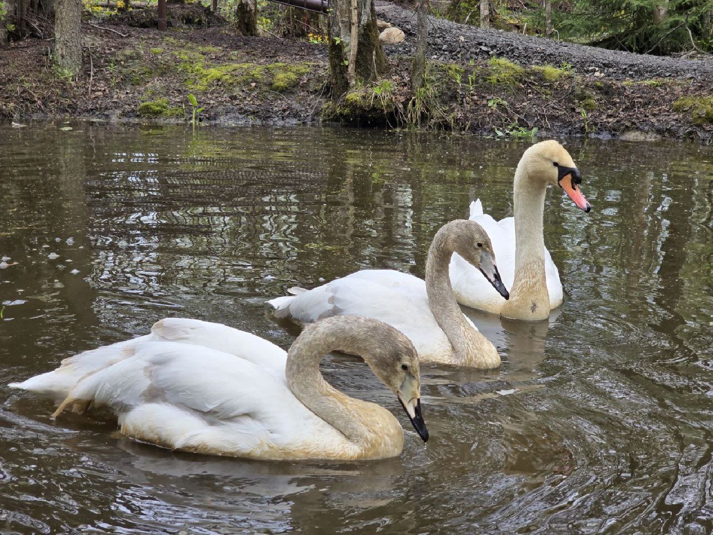 можайск,  можайский муниципальный округ, подмосковье, сафари-парк, сафари-парк в можайске, парк водно-болотных птиц, туризм, туристы, туризм подмосковья,