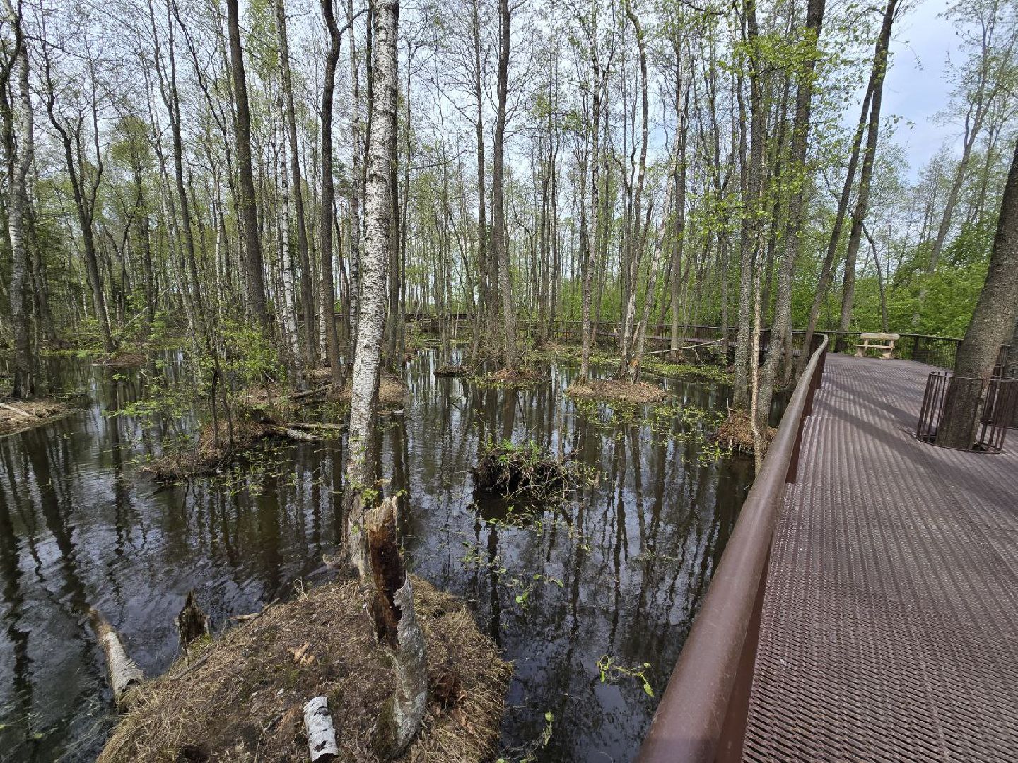 можайск,  можайский муниципальный округ, подмосковье, сафари-парк, сафари-парк в можайске, парк водно-болотных птиц, туризм, туристы, туризм подмосковья,