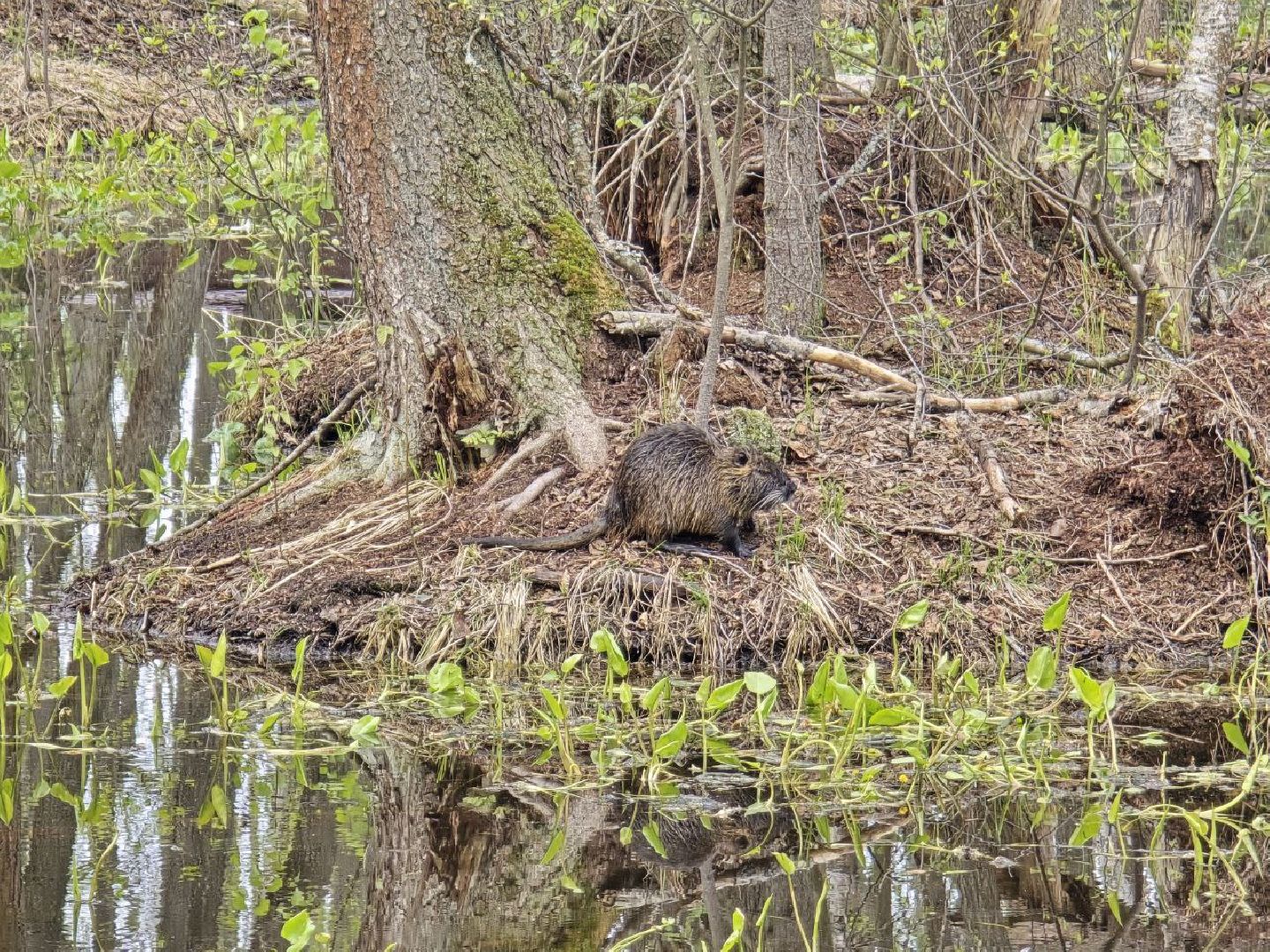 можайск,  можайский муниципальный округ, подмосковье, сафари-парк, сафари-парк в можайске, парк водно-болотных птиц, туризм, туристы, туризм подмосковья,