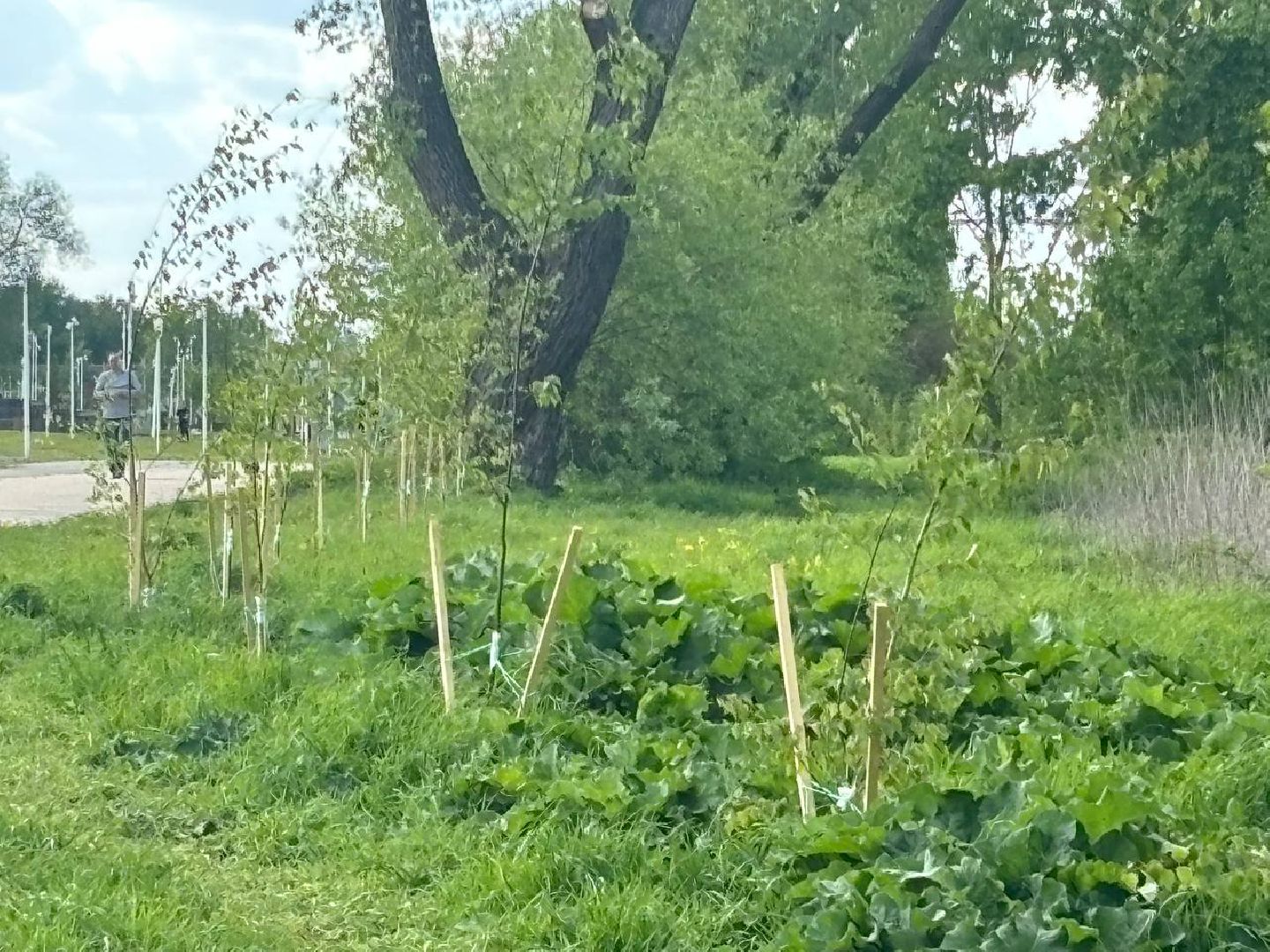 воскресенск, благоустройство, деревья,