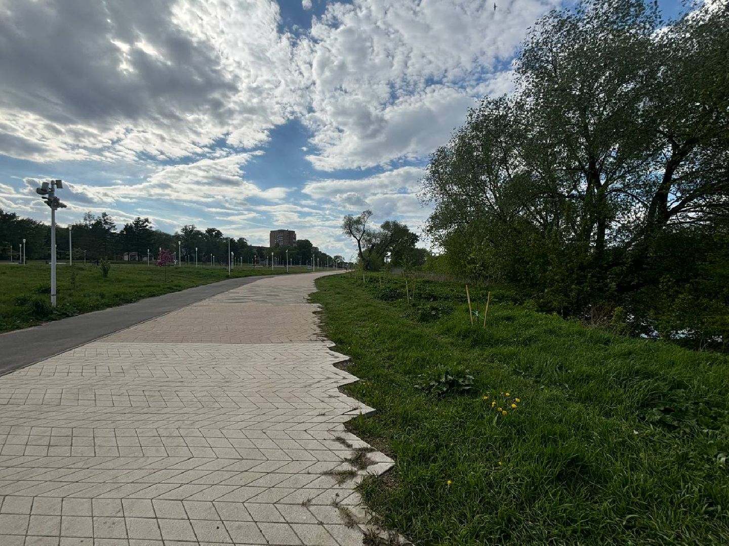 воскресенск, благоустройство, деревья,