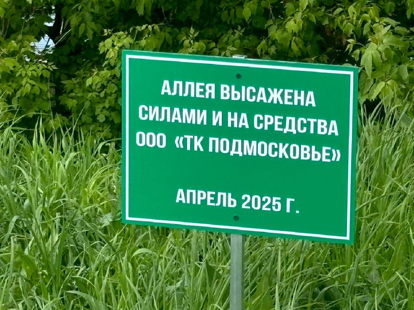 воскресенск, благоустройство, деревья,