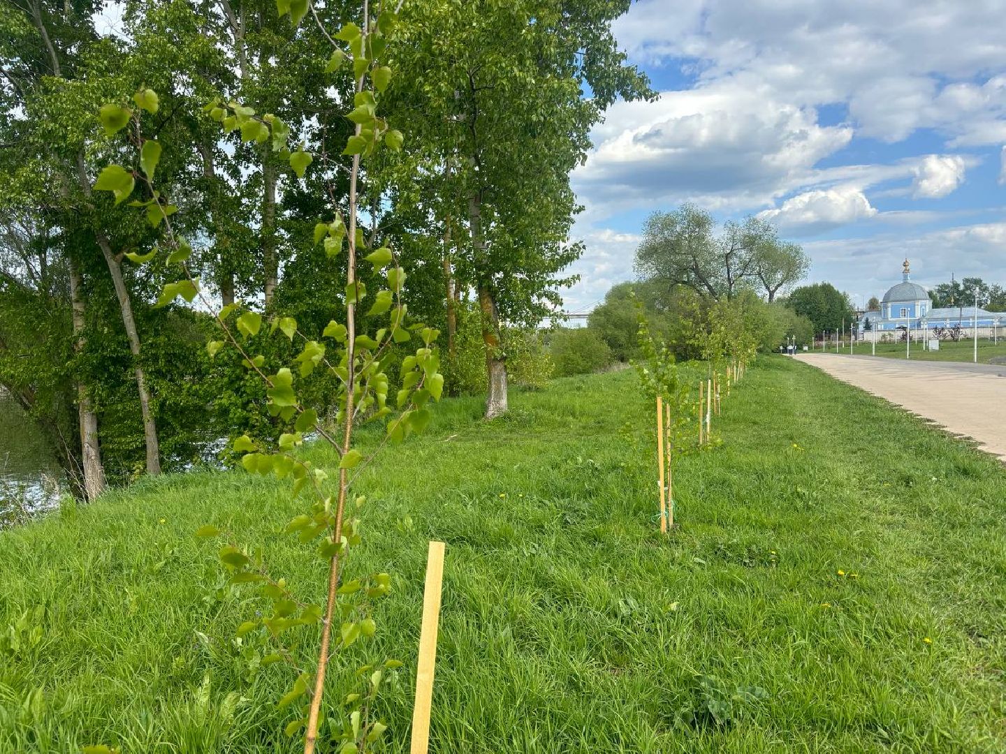 воскресенск, благоустройство, деревья,