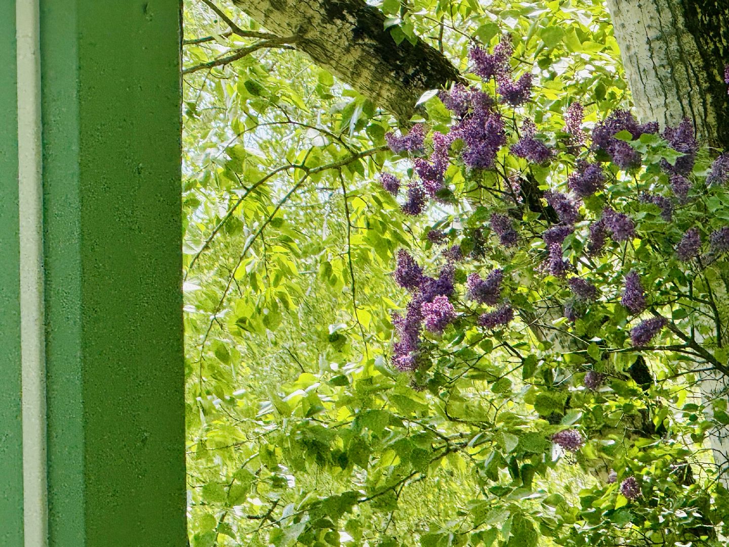 раменское, раменский городской парк, выездная регистрация брака, свадьба, свадьба в подмосковье,