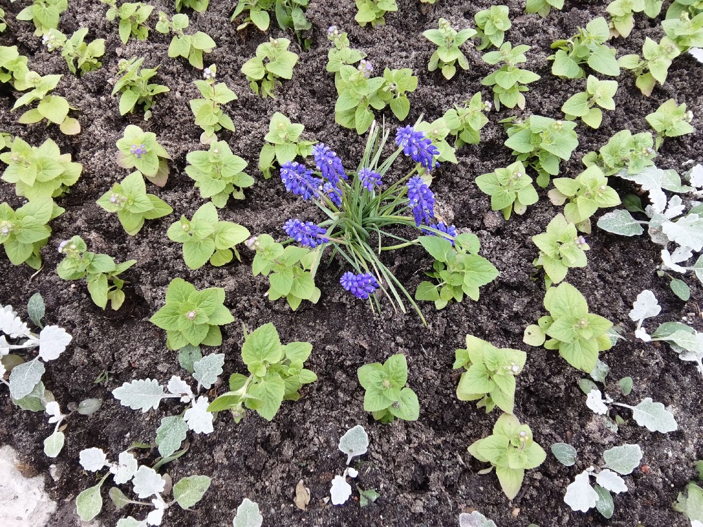 Балашиха, благоустройство, цветы, клумбы, уличные вазоны, кашпо, альпийская горка, День Победы