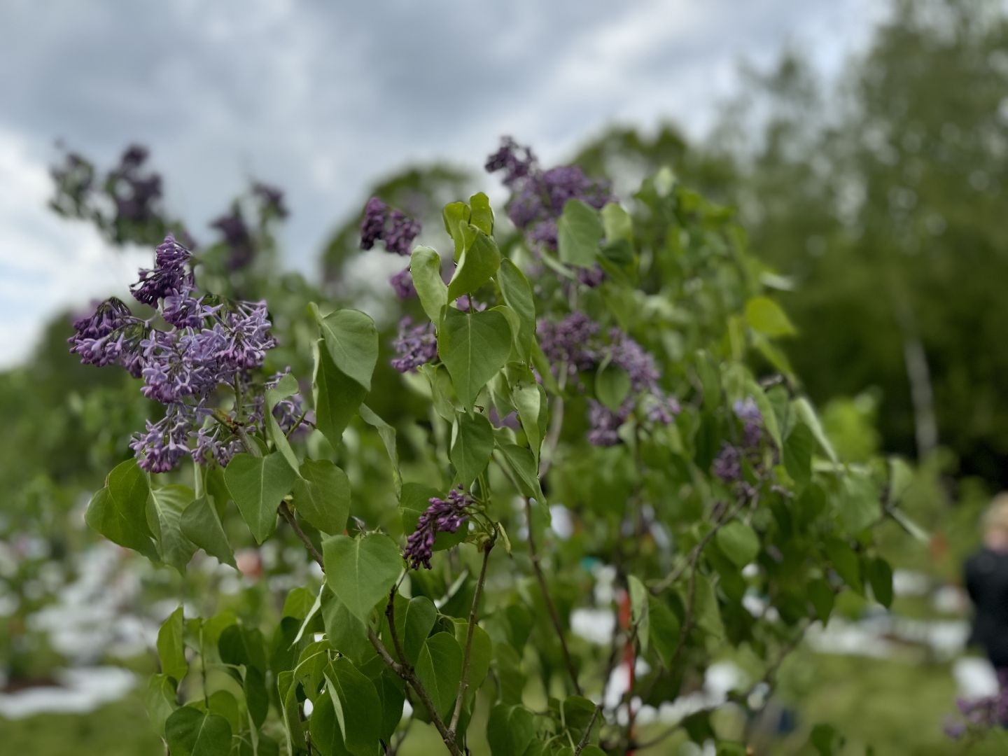 высадка деревьев, ленинский городской округ, сад памяти, возложение цветов,