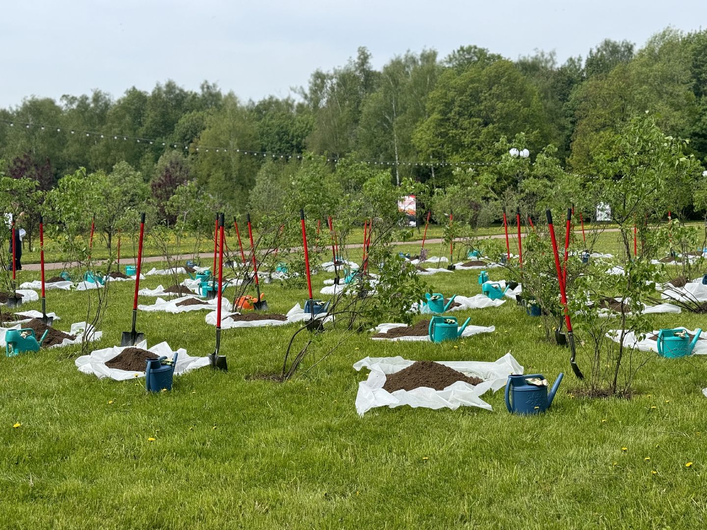 высадка деревьев, ленинский городской округ, сад памяти, возложение цветов,