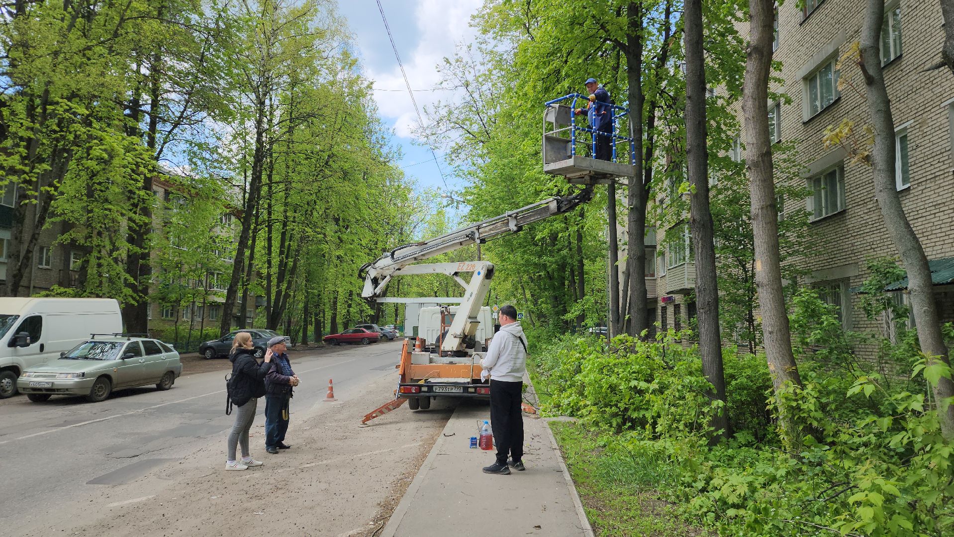пушкино, спиливание веток, спил деревьев, сухостойные деревья, коммунальная служба,удаление деревьев,