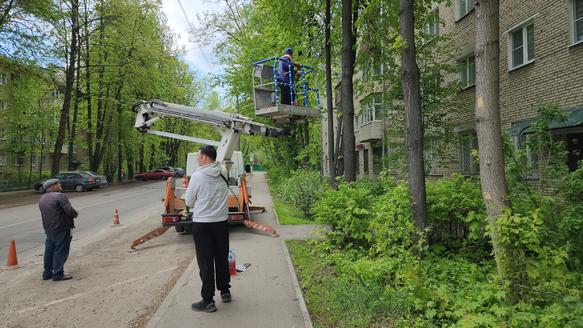 пушкино, спиливание веток, спил деревьев, сухостойные деревья, коммунальная служба,удаление деревьев,