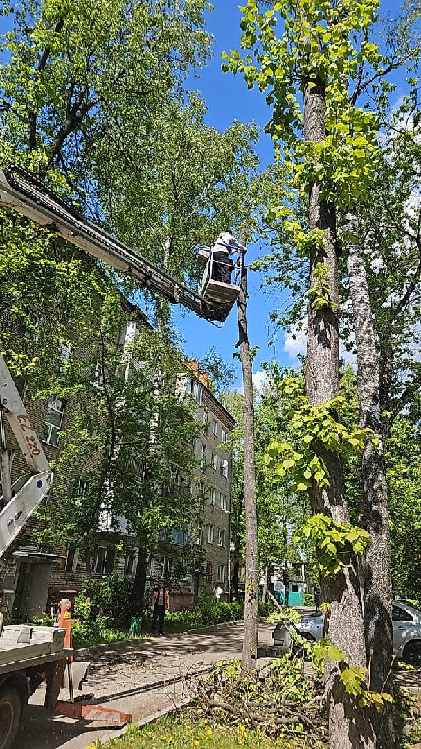 пушкино, спиливание веток, спил деревьев, сухостойные деревья, коммунальная служба,удаление деревьев,