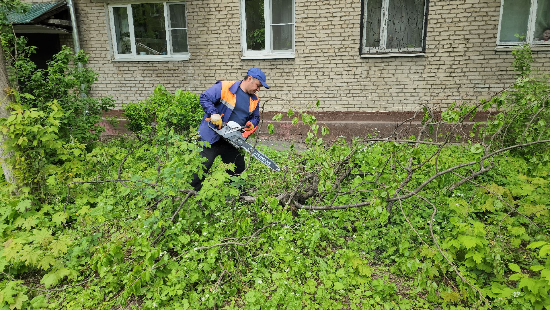 пушкино, спиливание веток, спил деревьев, сухостойные деревья, коммунальная служба,удаление деревьев,