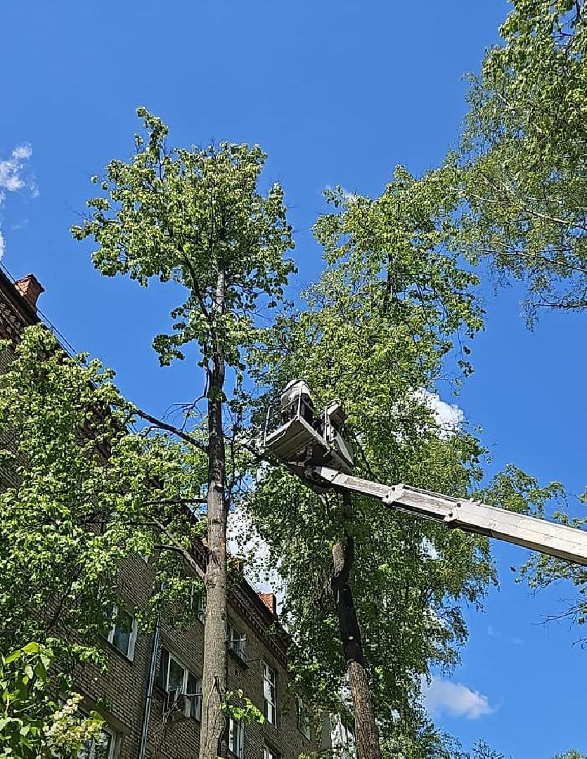 пушкино, спиливание веток, спил деревьев, сухостойные деревья, коммунальная служба,удаление деревьев,