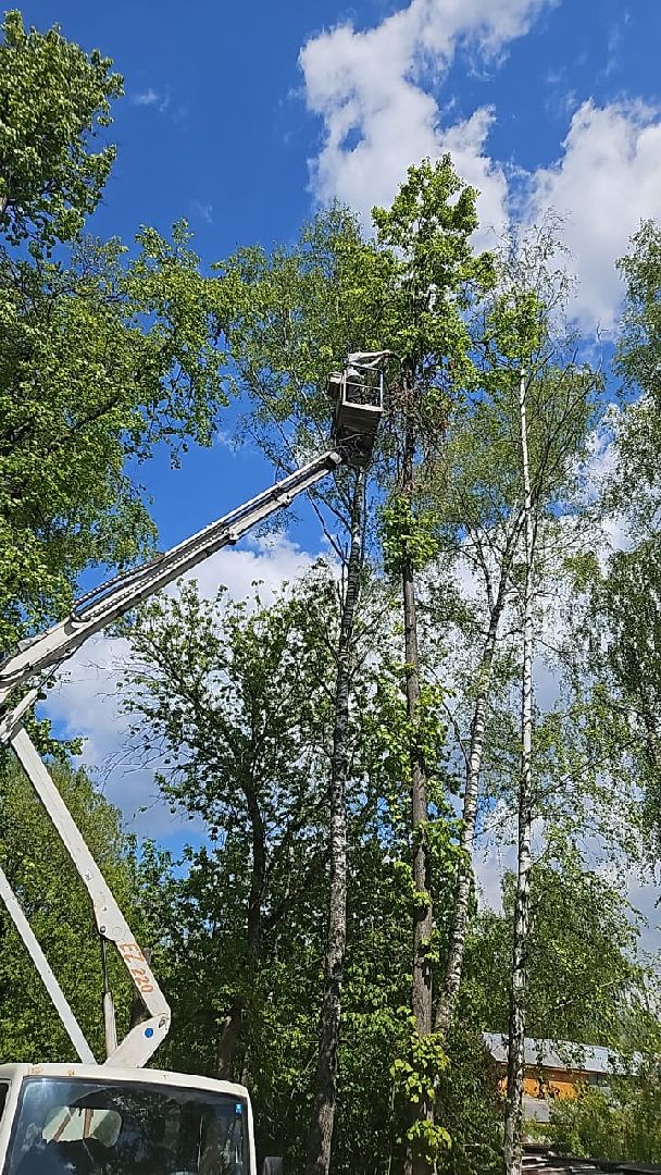 пушкино, спиливание веток, спил деревьев, сухостойные деревья, коммунальная служба,удаление деревьев,