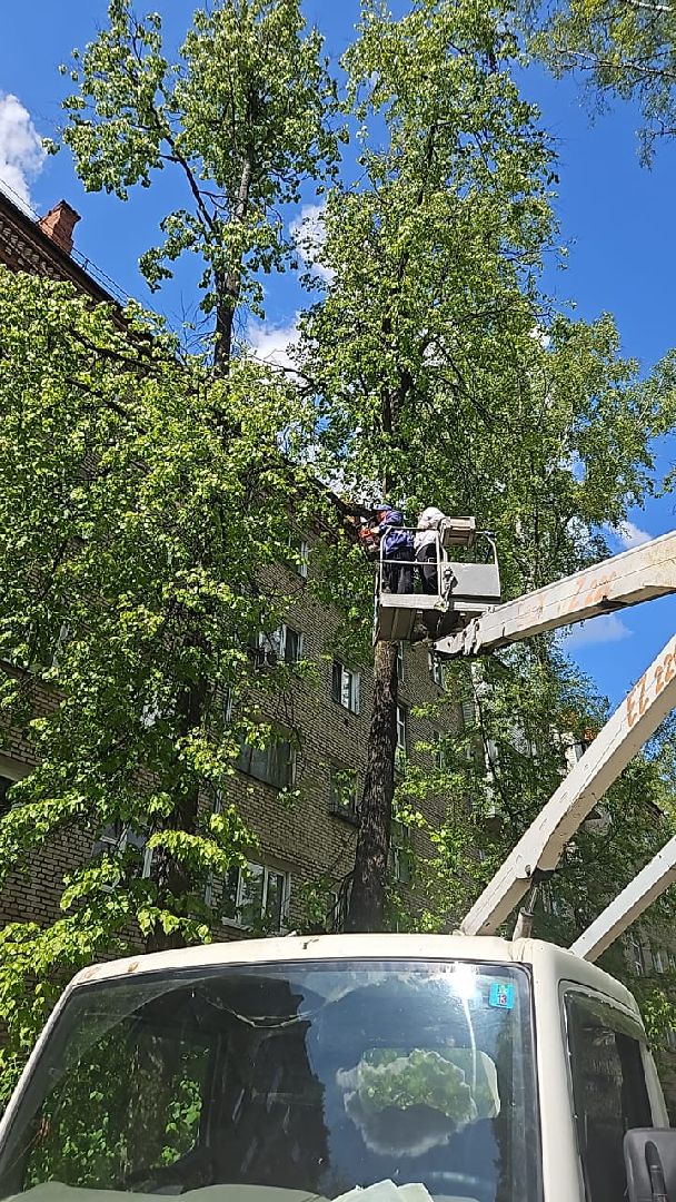 пушкино, спиливание веток, спил деревьев, сухостойные деревья, коммунальная служба,удаление деревьев,