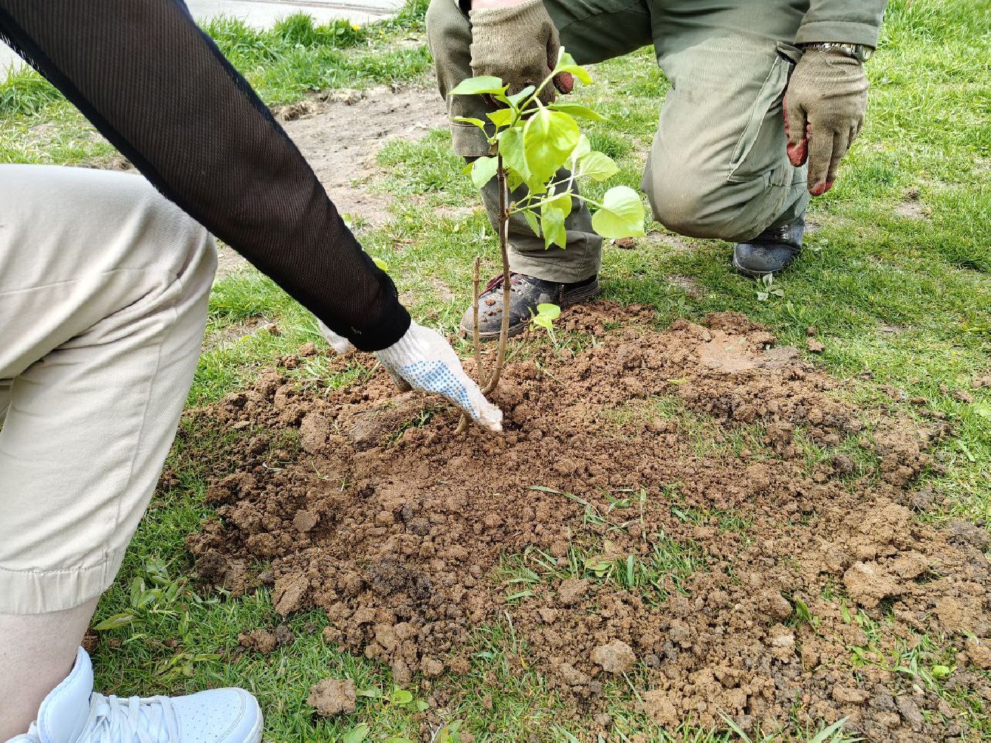 пушкино, сад победы, акция, великая отечественная война, саженцы, берег реки, жители, сотрудники,деревья, высадка деревьев,