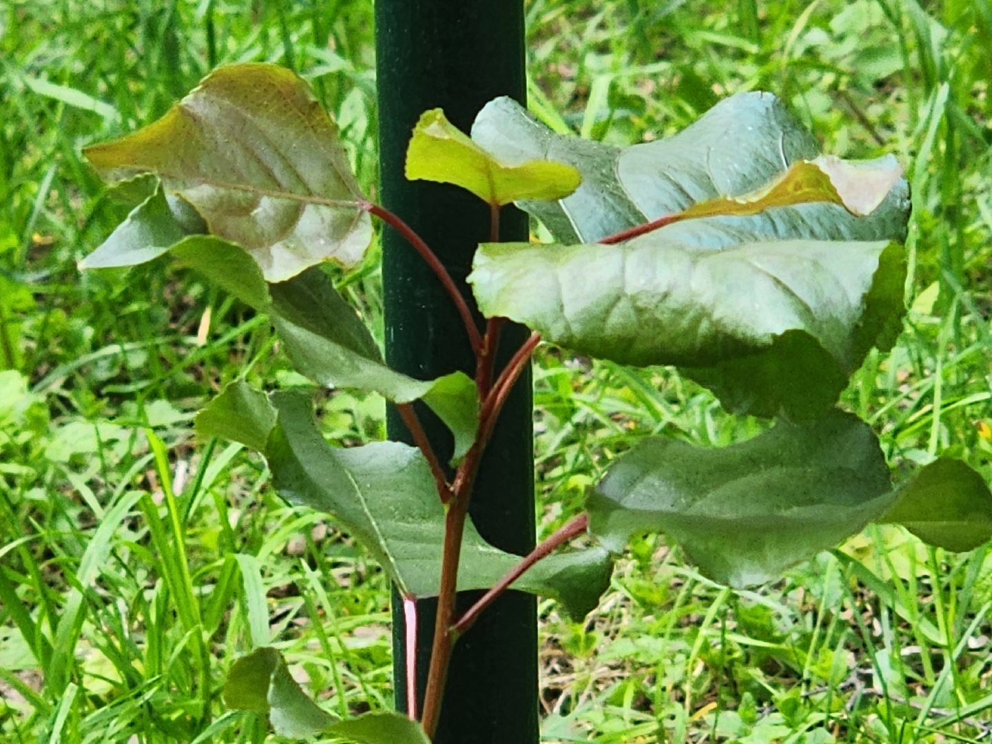 тополь победы, 80 - летие победы, вниилм, пушкино,