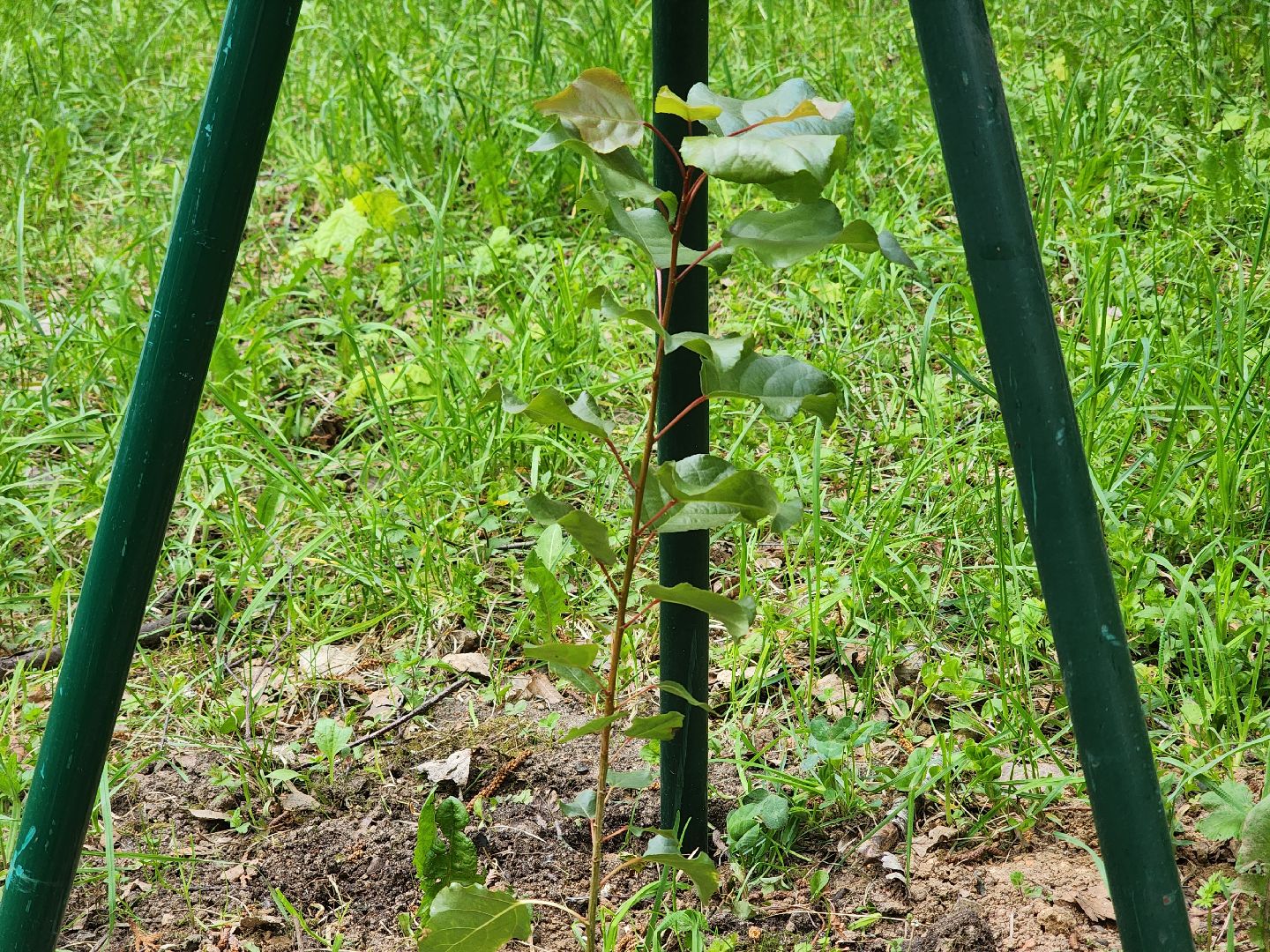 тополь победы, 80 - летие победы, вниилм, пушкино,