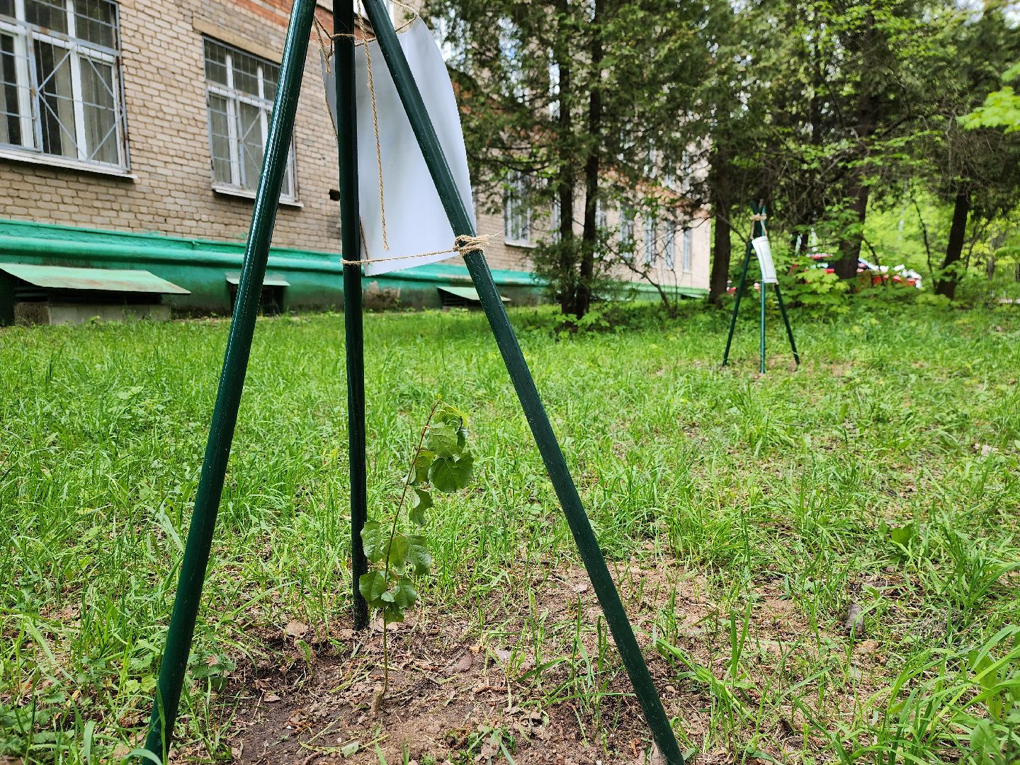 тополь победы, 80 - летие победы, вниилм, пушкино,