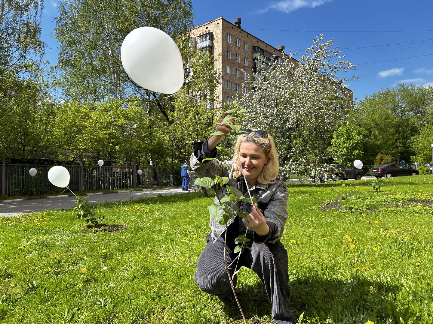 королёв, посадка сирени в королеве,  аллеи из сирени в королеве,