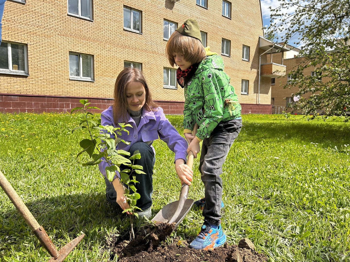 королёв, посадка сирени в королеве,  аллеи из сирени в королеве,