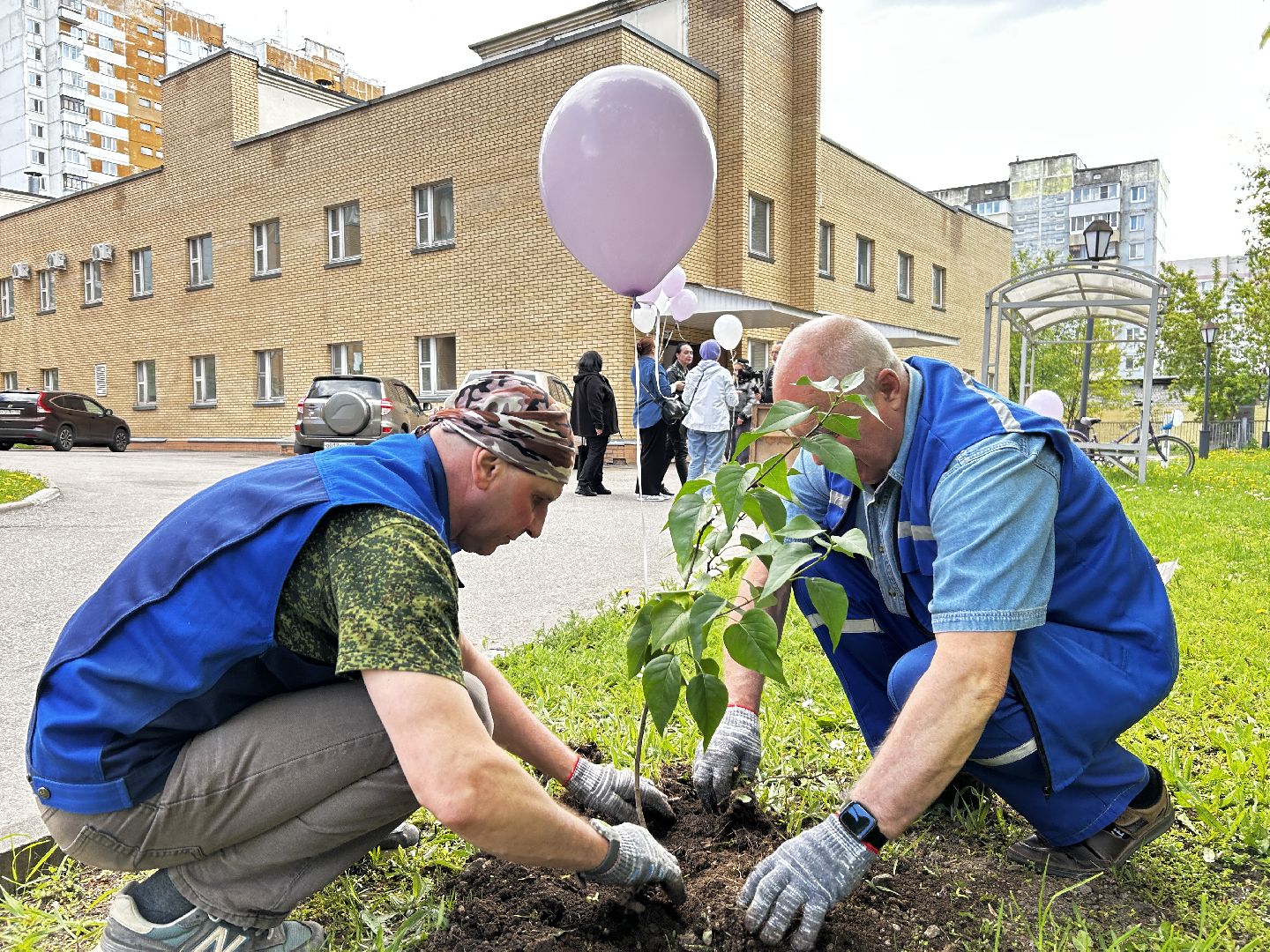 королёв, посадка сирени в королеве,  аллеи из сирени в королеве,