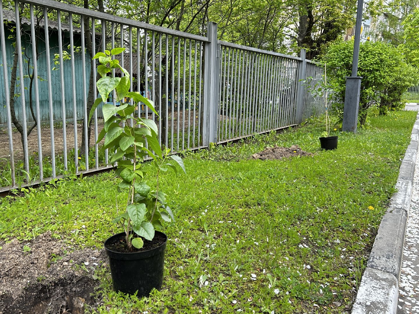 королёв, посадка сирени в королеве,  аллеи из сирени в королеве,
