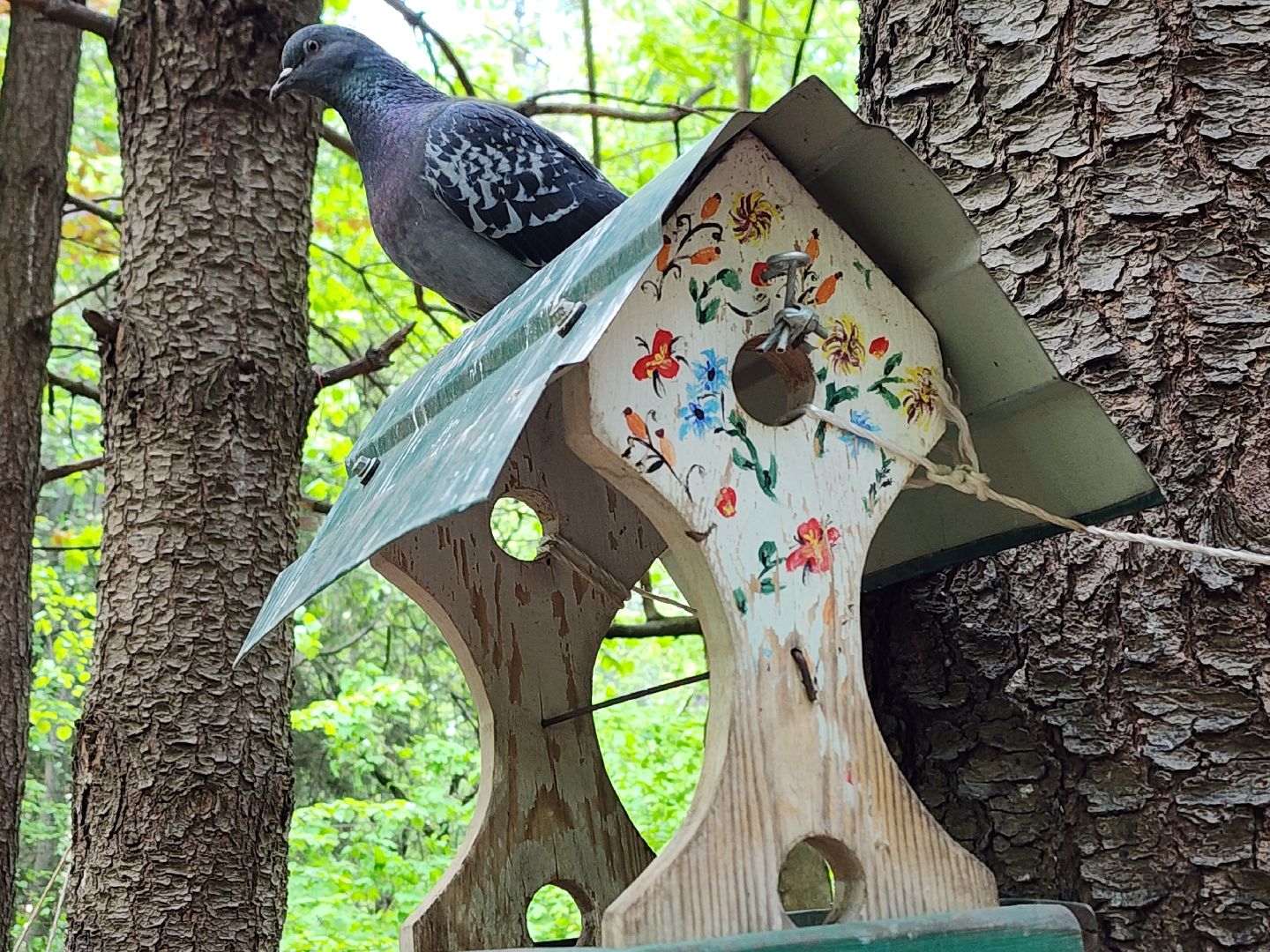 пушкино, кормушки для белок в пушкино, вниилм, дендропарк в пушкино,