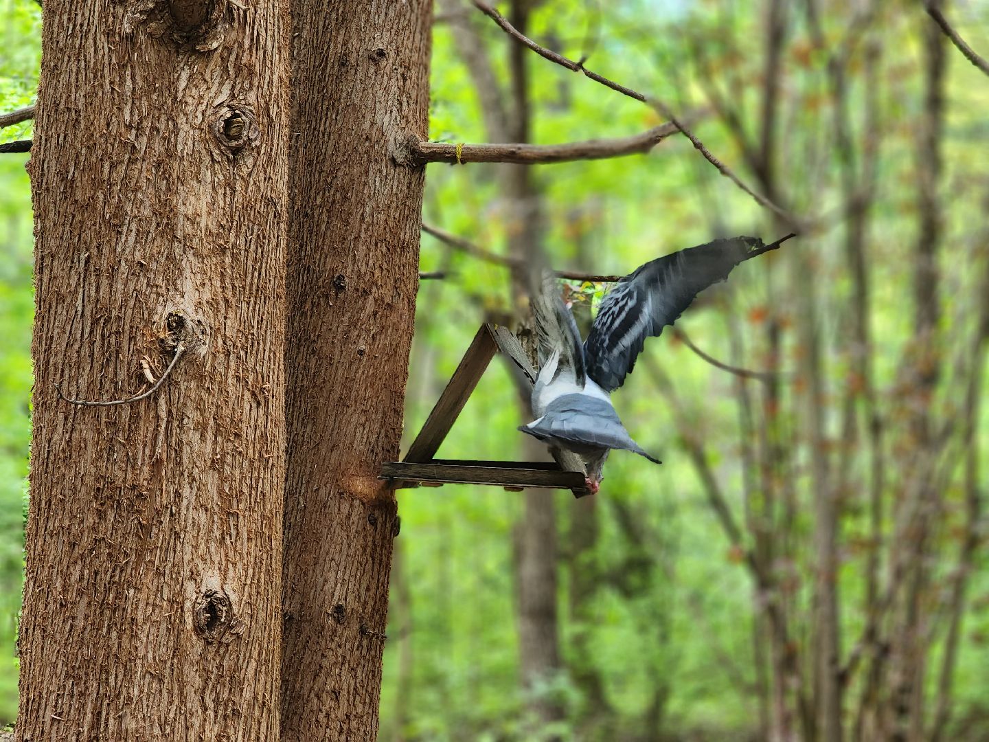 пушкино, кормушки для белок в пушкино, вниилм, дендропарк в пушкино,