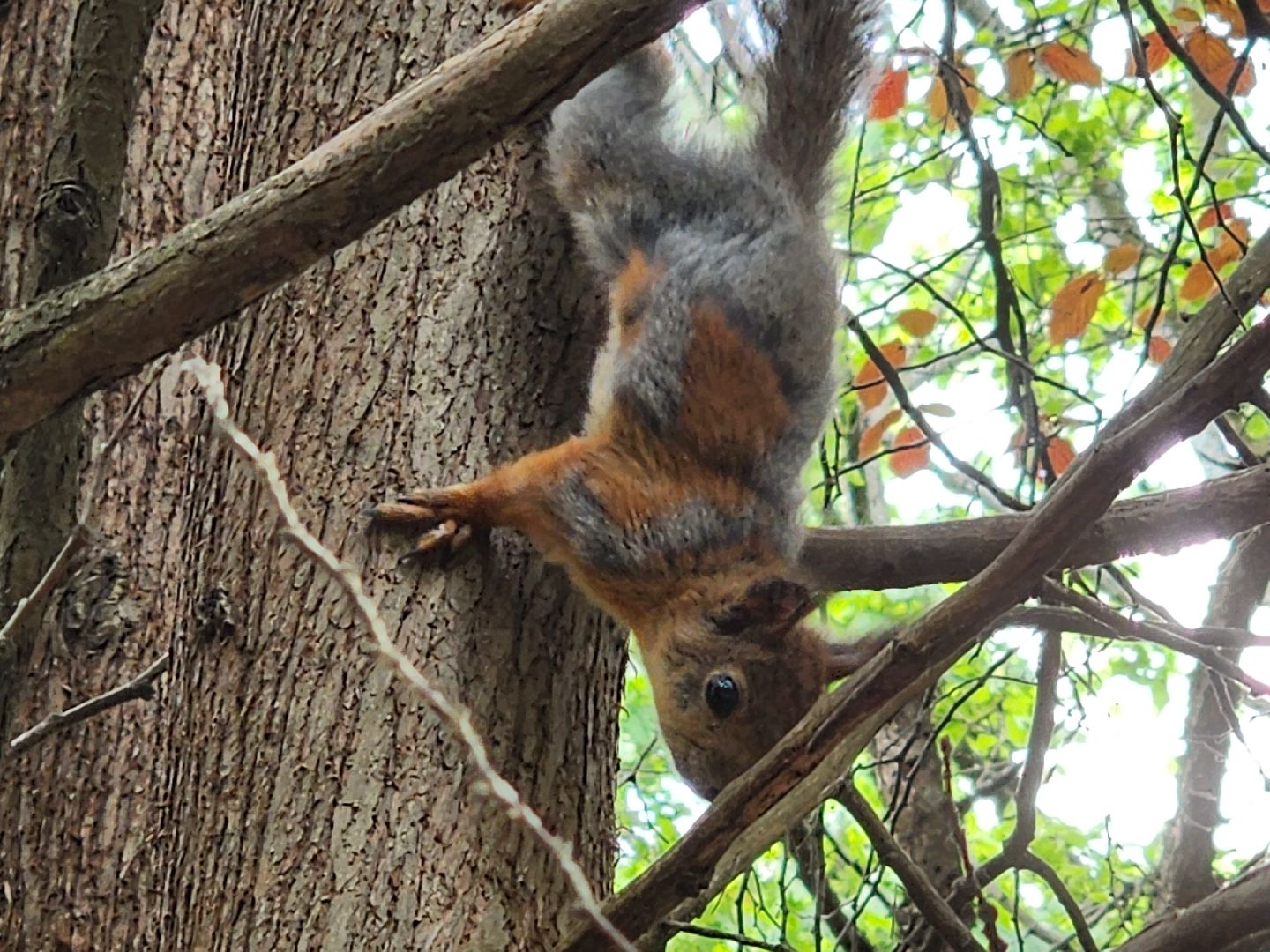 пушкино, кормушки для белок в пушкино, вниилм, дендропарк в пушкино,