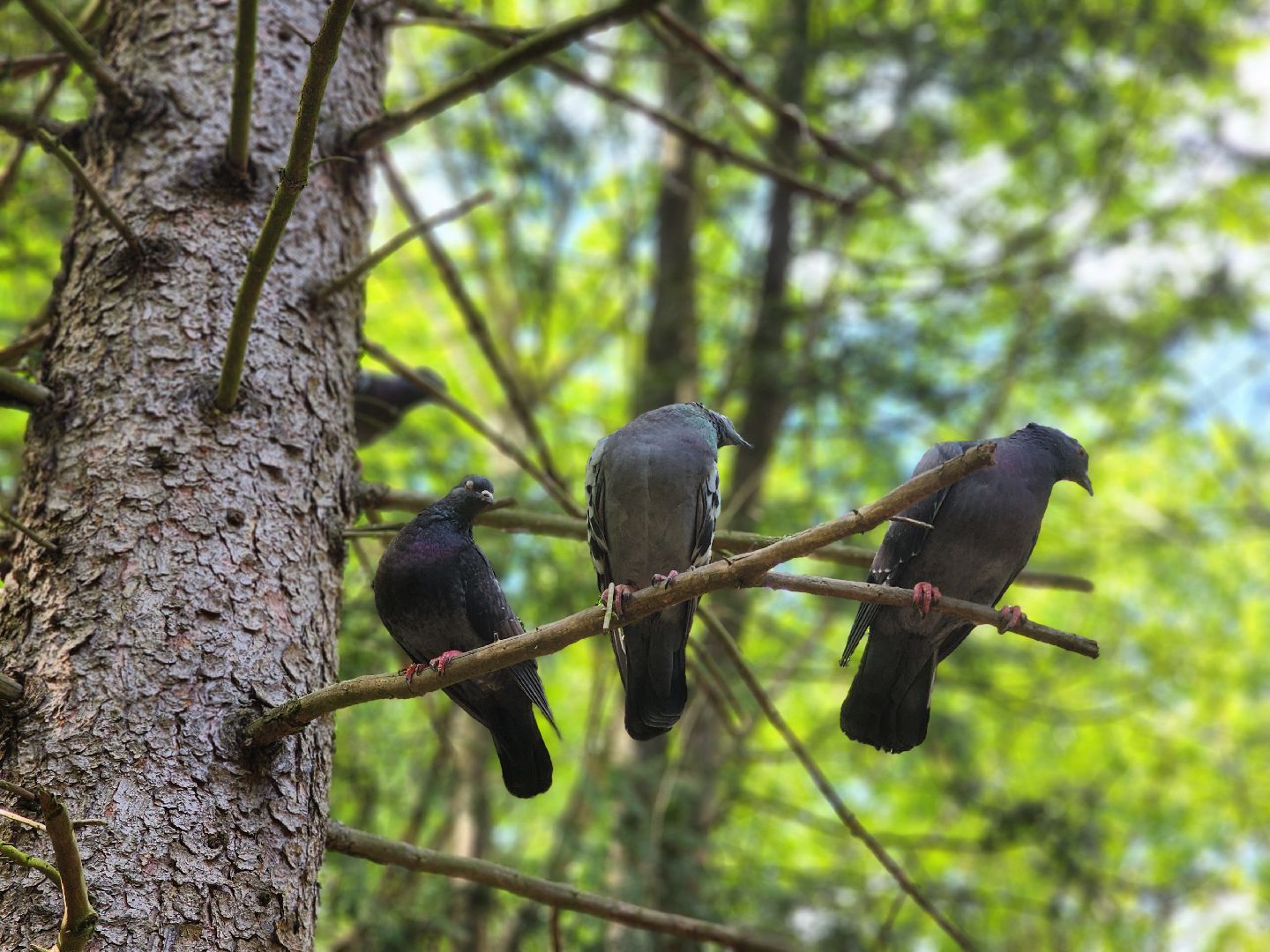 пушкино, кормушки для белок в пушкино, вниилм, дендропарк в пушкино,