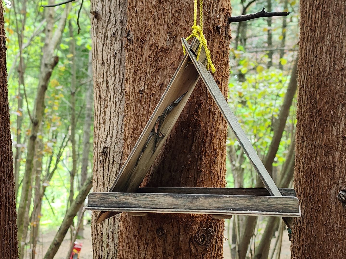 пушкино, кормушки для белок в пушкино, вниилм, дендропарк в пушкино,