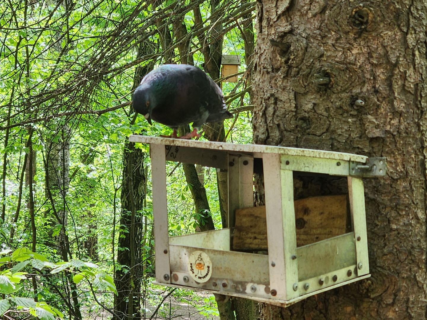 пушкино, кормушки для белок в пушкино, вниилм, дендропарк в пушкино,