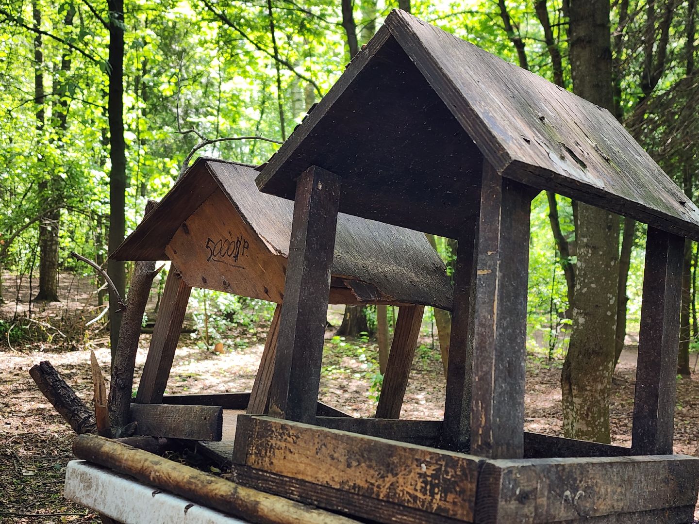 пушкино, кормушки для белок в пушкино, вниилм, дендропарк в пушкино,