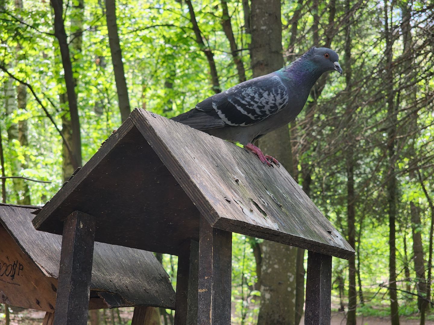пушкино, кормушки для белок в пушкино, вниилм, дендропарк в пушкино,