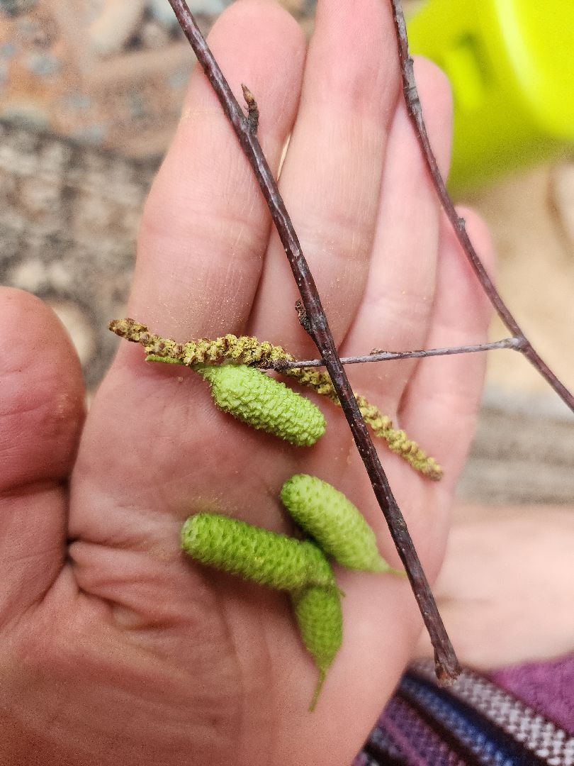 Егорьевск, Подмосковье, Московская область, пыльца,  береза,