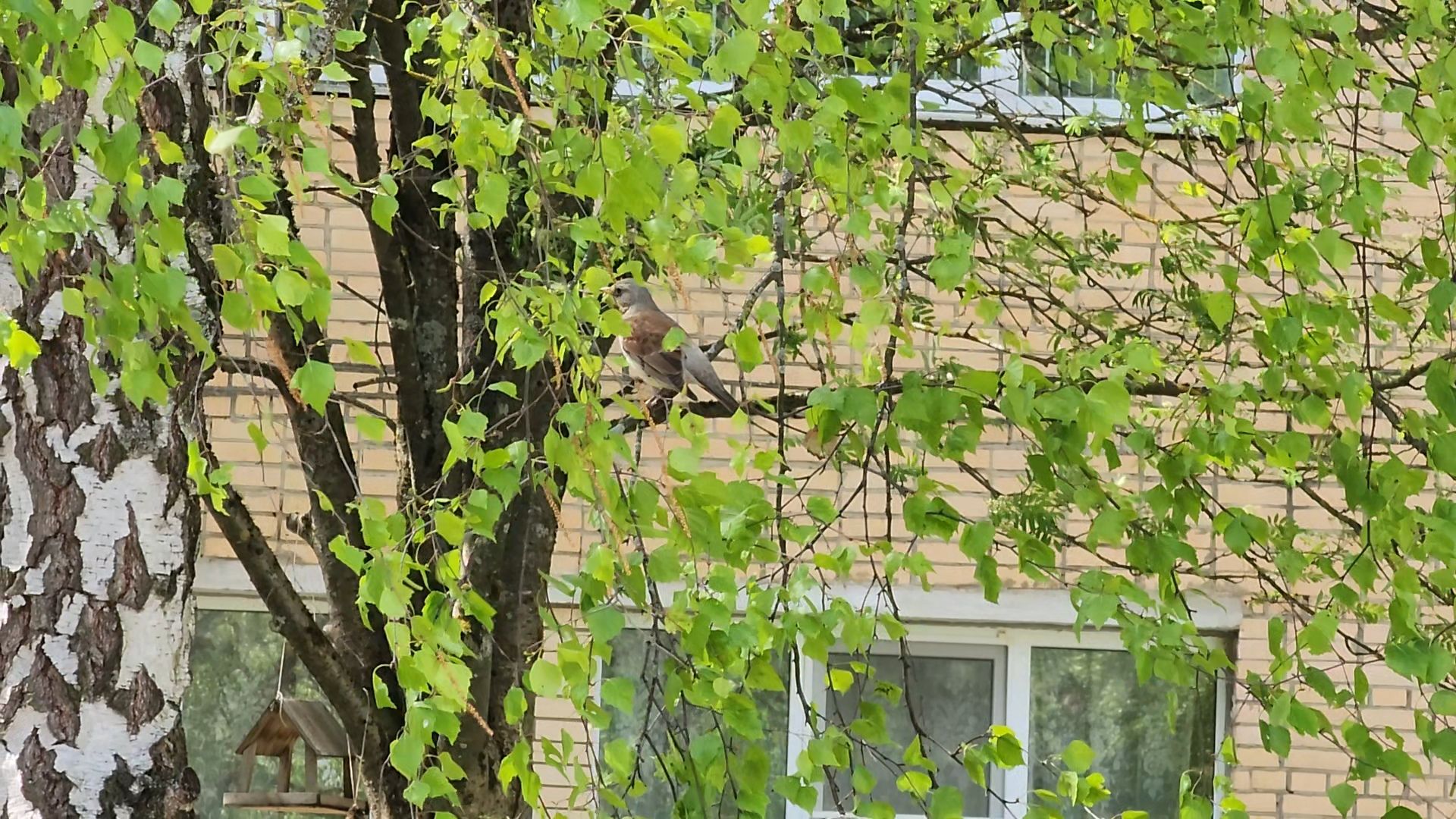 Егорьевск, Подмосковье, Московская область, пыльца,  береза,