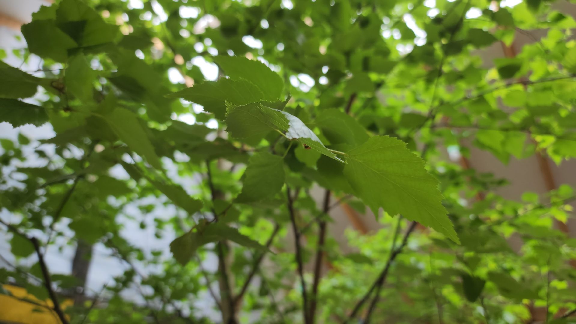 Егорьевск, Подмосковье, Московская область, пыльца,  береза,