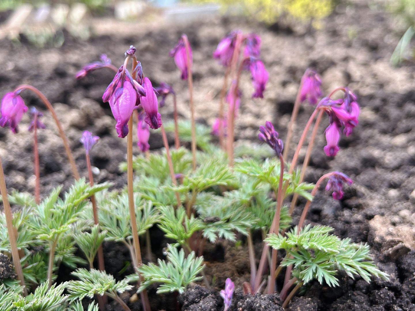 Благоустройство, палисадник, жители, фрязино, цветы