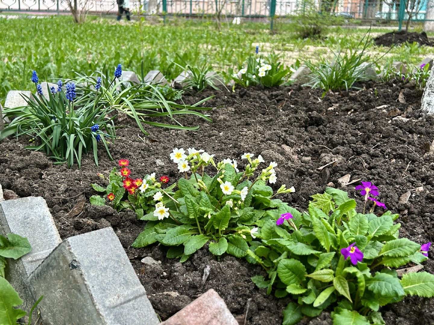 Благоустройство, палисадник, жители, фрязино, цветы