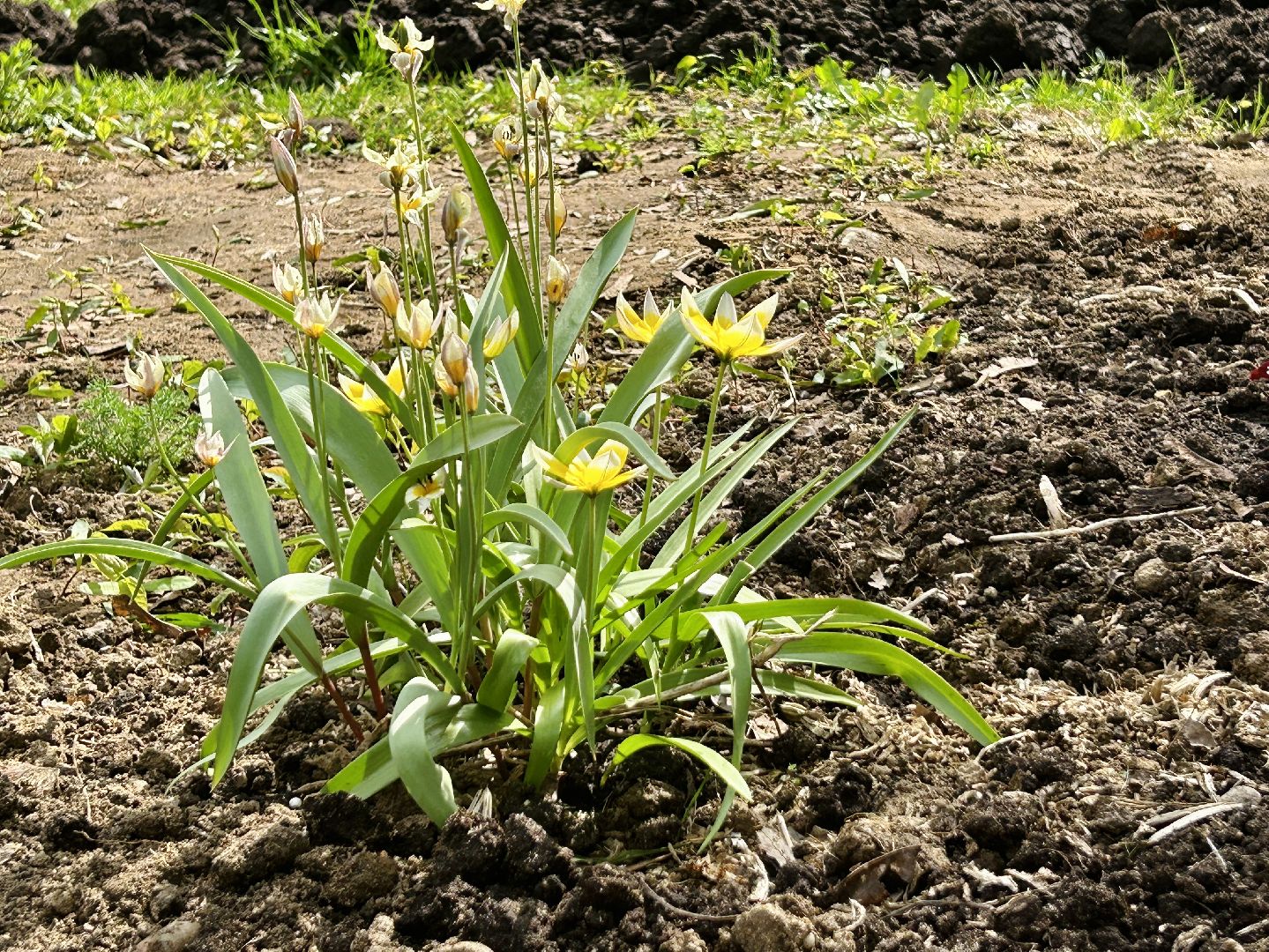 Благоустройство, палисадник, жители, фрязино, цветы
