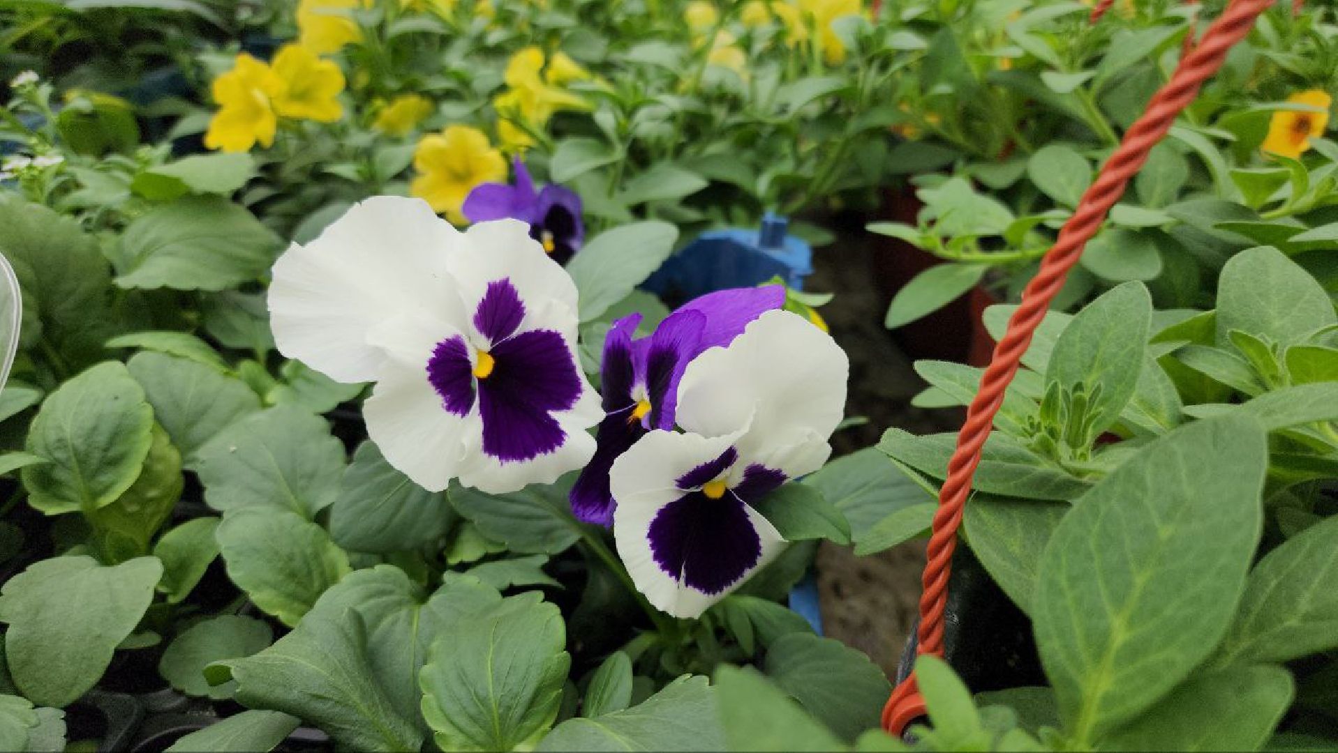 СноваМолодой #Луховицы #СельскоеХозяйство #Растениеводство #ДекоративныеРастения #ПосадочныйМатериал #ЛандшафтныйДизайн #ТепличноеХозяйство #СемейноеПредприятие #Астапово #Садоводство ,